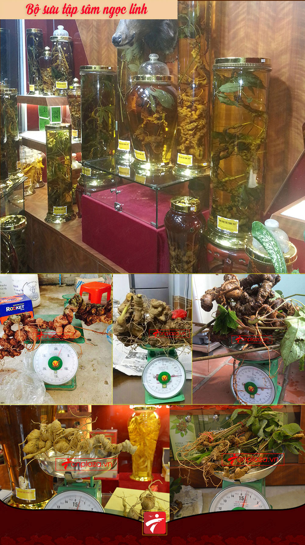 nhân sâm núi ngọc linh