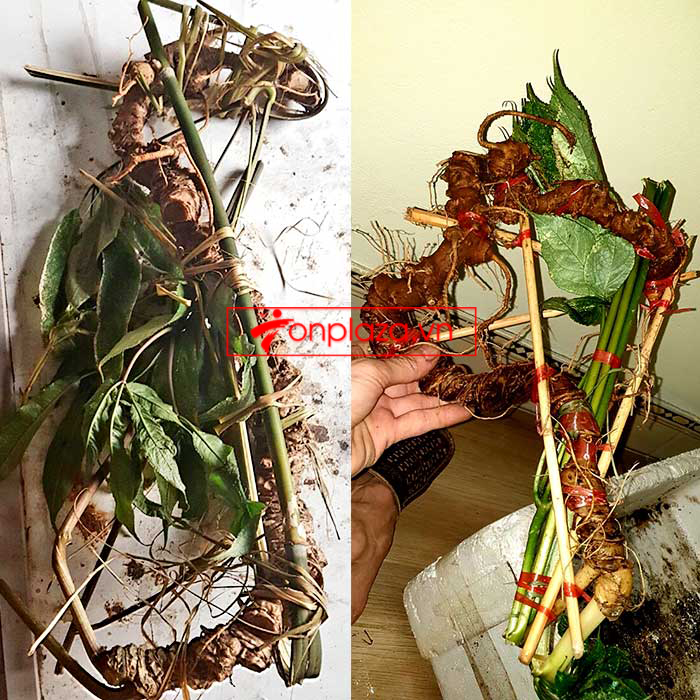 Sâm tự nhiên 3 lạng, 5 lạng, 6 lạng, 7 lạng 1 củ dài 50 đến 80 cm, tuổi từ 50 đến 80 năm