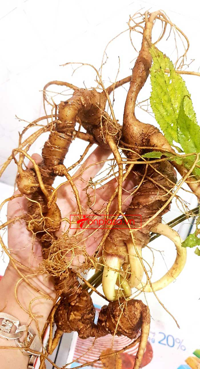Sâm tự nhiên 3 lạng, 5 lạng, 6 lạng, 7 lạng 1 củ dài 50 đến 80 cm, tuổi từ 50 đến 80 năm