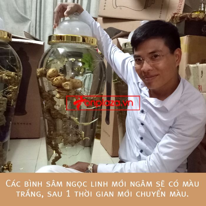 Bình ngâm sâm Ngọc Linh tươi phong thủy loại 2kg/củ 2