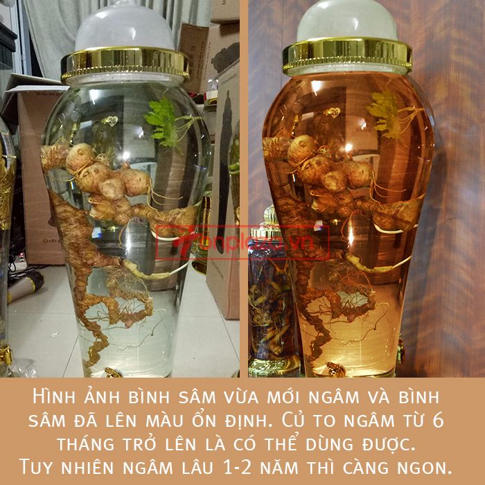 Bình ngâm sâm Ngọc Linh tươi phong thủy loại 2kg/củ 4