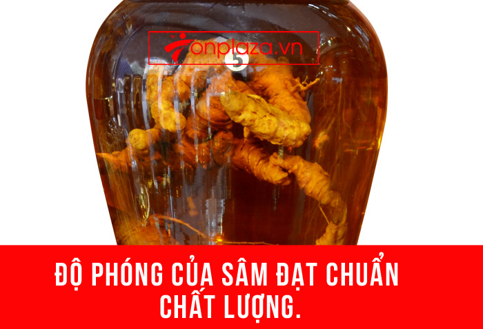 Bình sâm Ngọc Linh số (5) 18 lit NS399 7