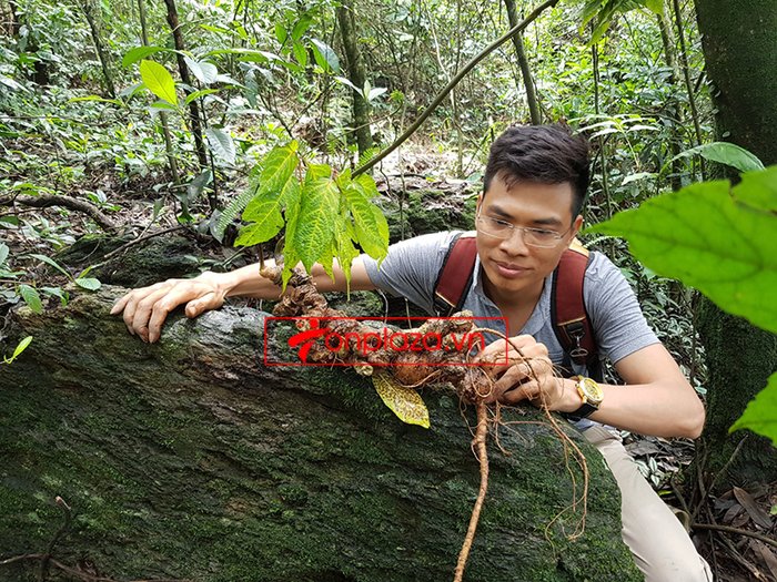 Bình sâm Ngọc Linh rừng tự nhiên 41 lít 6