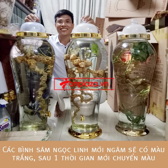 Một số hình ảnh chi tiết của sản phẩm Bình sâm Ngọc Linh tươi tự nhiên ngâm loại 1.9kg/củ 5