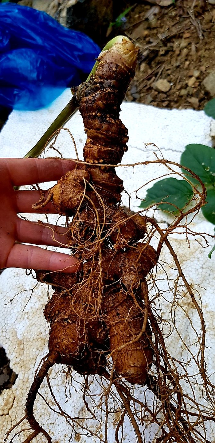 mỗi một củ sâm đại gia này sở hữu đều là một cơ duyên và một câu chuyện dài 1