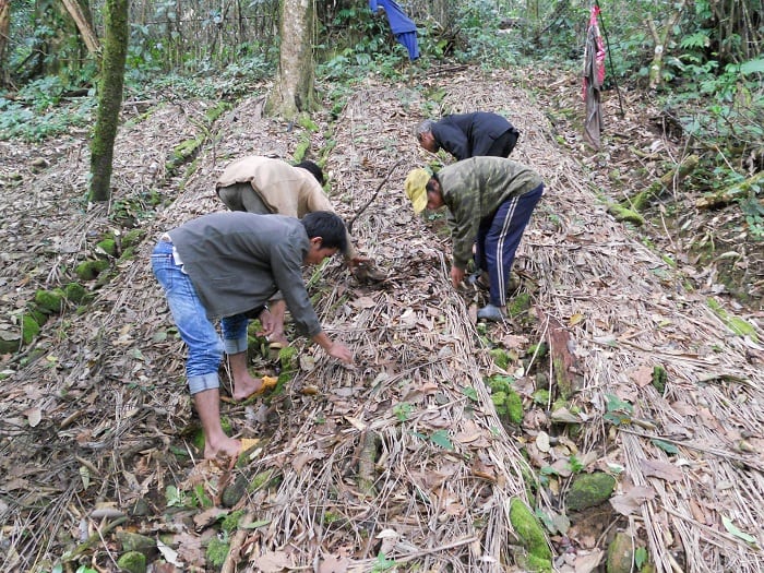 Sâm ngọc linh chỉ trồng trên vùng núi cao ở hai tỉnh Quảng Nam