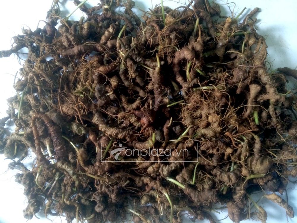 Sâm Ngọc Linh 5 năm tuổi loại 500g NS226 1