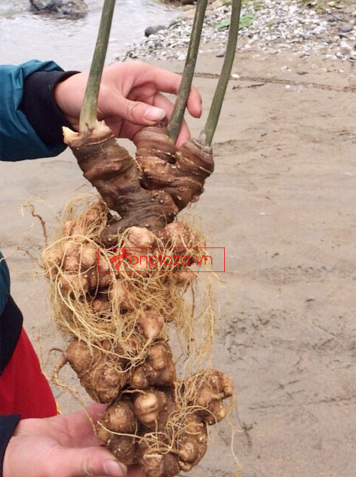 Sâm ngọc linh trồng loại củ to 2
