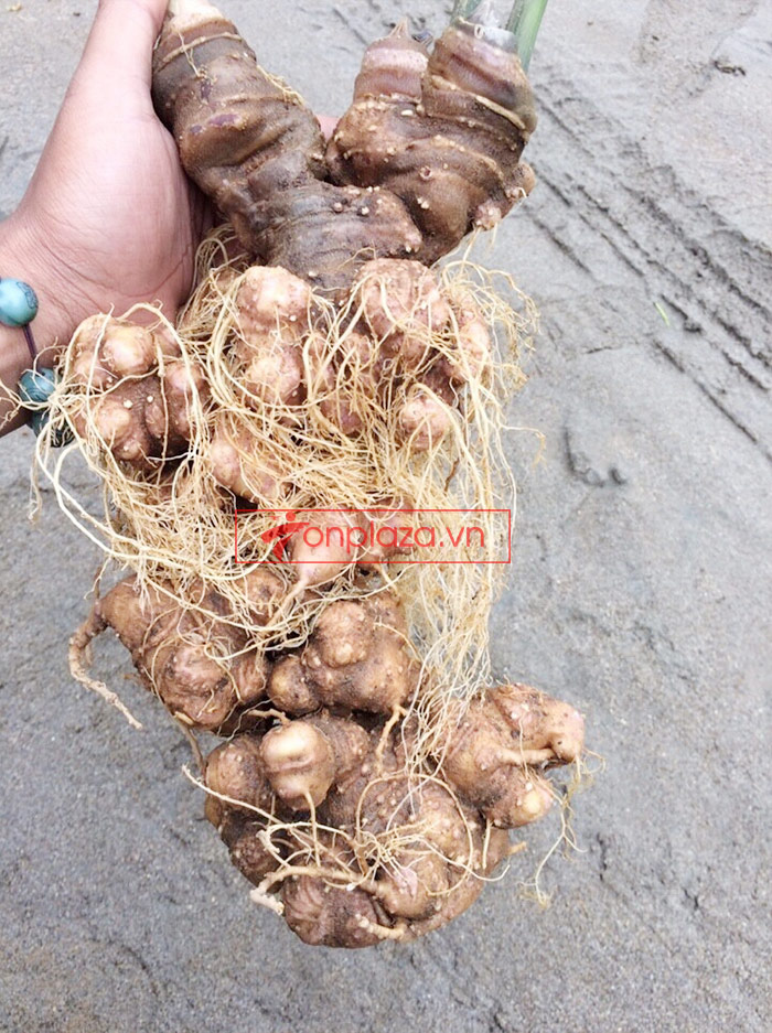 Sâm ngọc linh trồng loại củ to 3