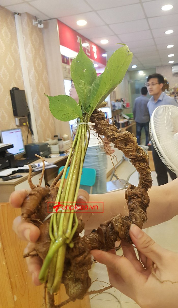 Sâm núi Ngọc Linh loại 5 củ / 1kg  6