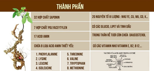 Thành phần chính của thảo dược sâm Ngọc Linh