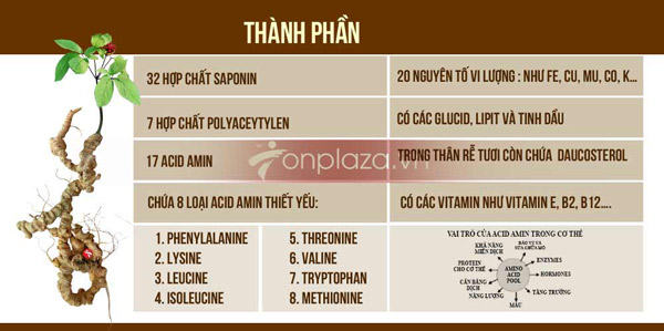 Những thành phần cơ bản của Sâm Ngọc linh