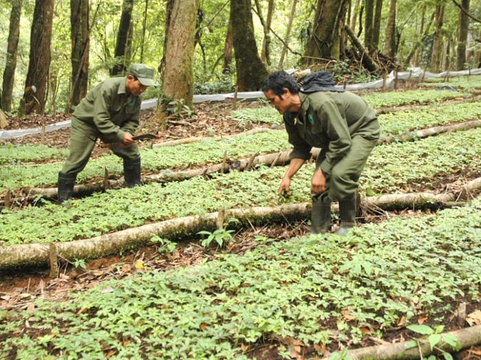 Người dân trồng sâm Ngọc Linh rừng