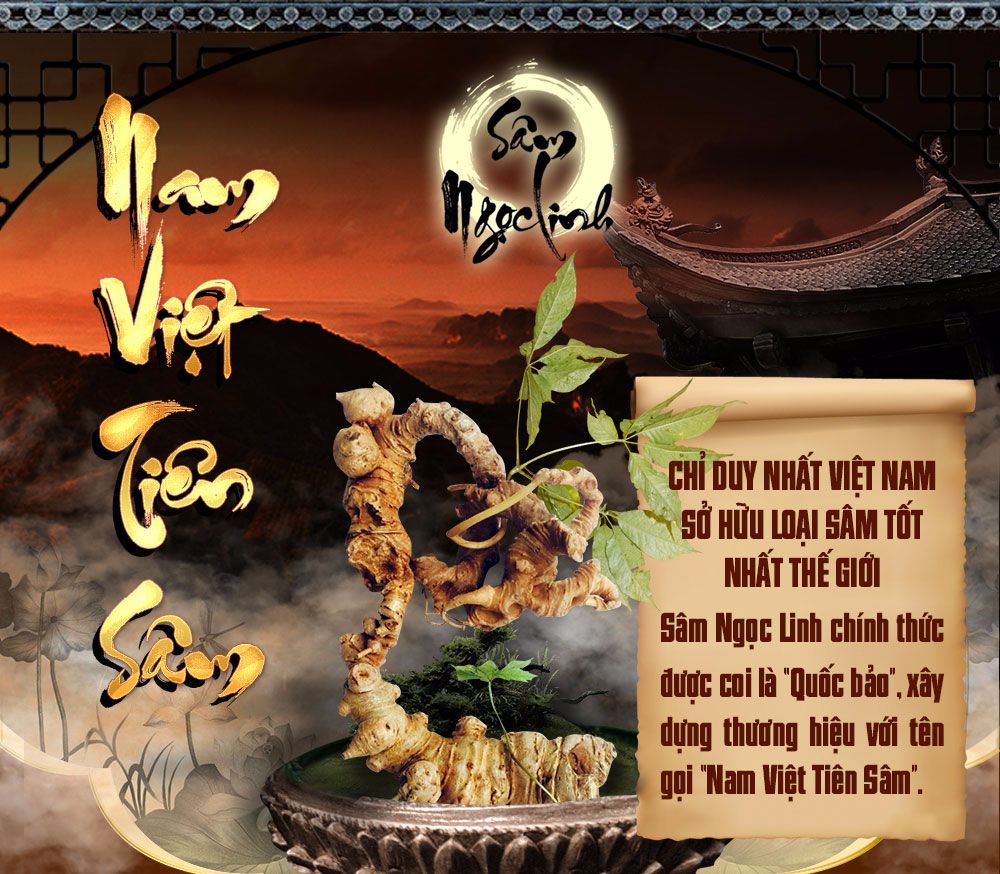 Sâm ngọc linh núi chính hãng - thiên nhiên