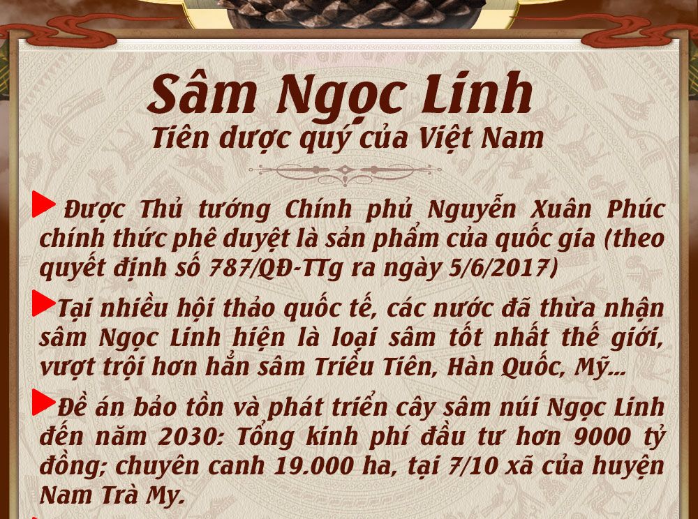 Sâm ngọc linh núi chính hãng - thiên nhiên