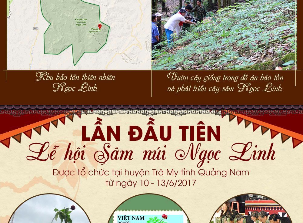 Sâm ngọc linh núi chính hãng - thiên nhiên