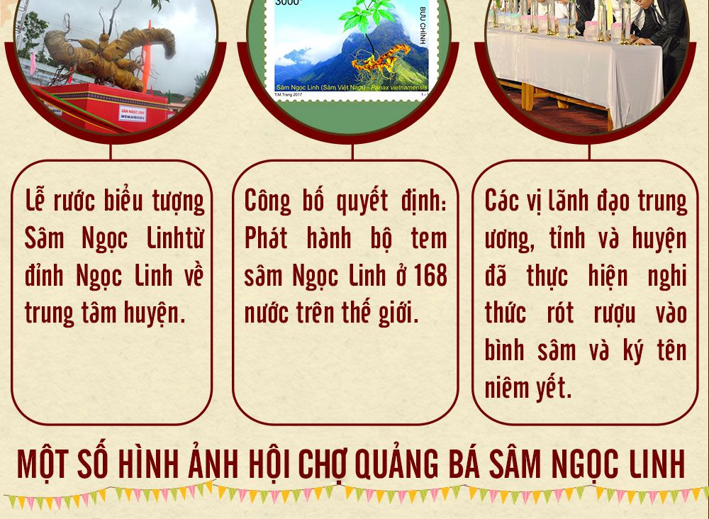 Sâm ngọc linh núi chính hãng - thiên nhiên