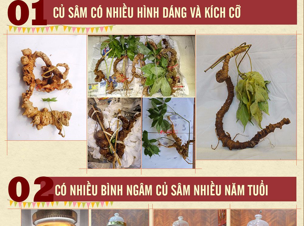 Sâm ngọc linh núi chính hãng - thiên nhiên