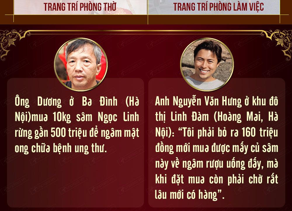 Sâm ngọc linh núi chính hãng - thiên nhiên