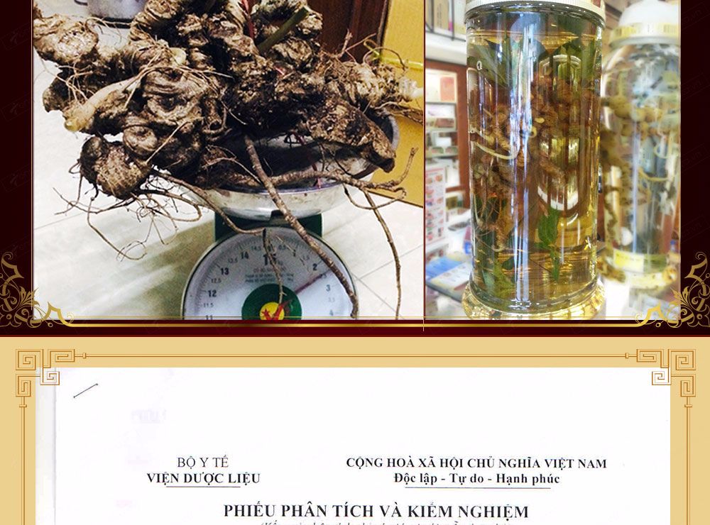 Sâm ngọc linh núi chính hãng - thiên nhiên