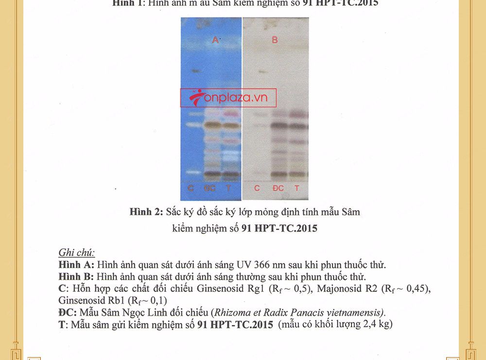 Sâm ngọc linh núi chính hãng - thiên nhiên