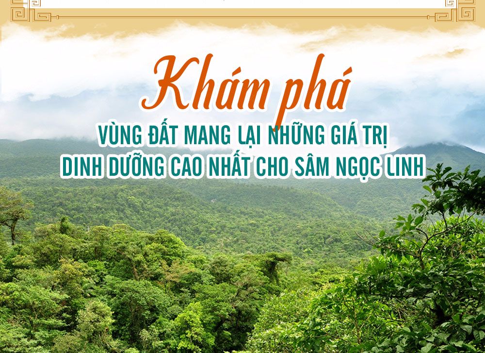 Sâm ngọc linh núi chính hãng - thiên nhiên