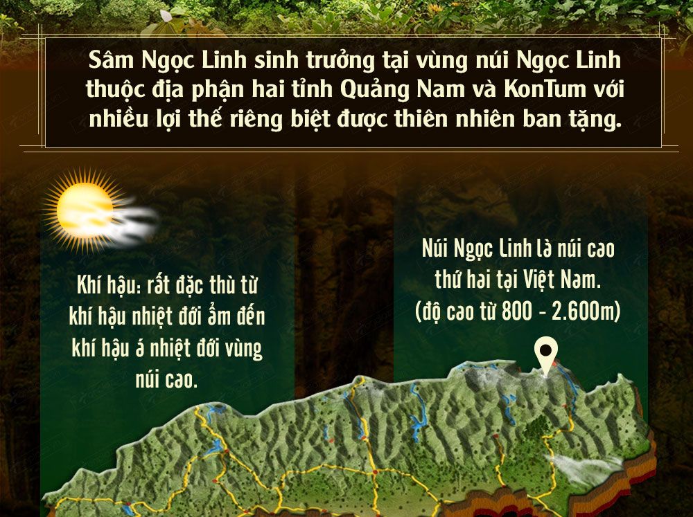 Sâm ngọc linh núi chính hãng - thiên nhiên