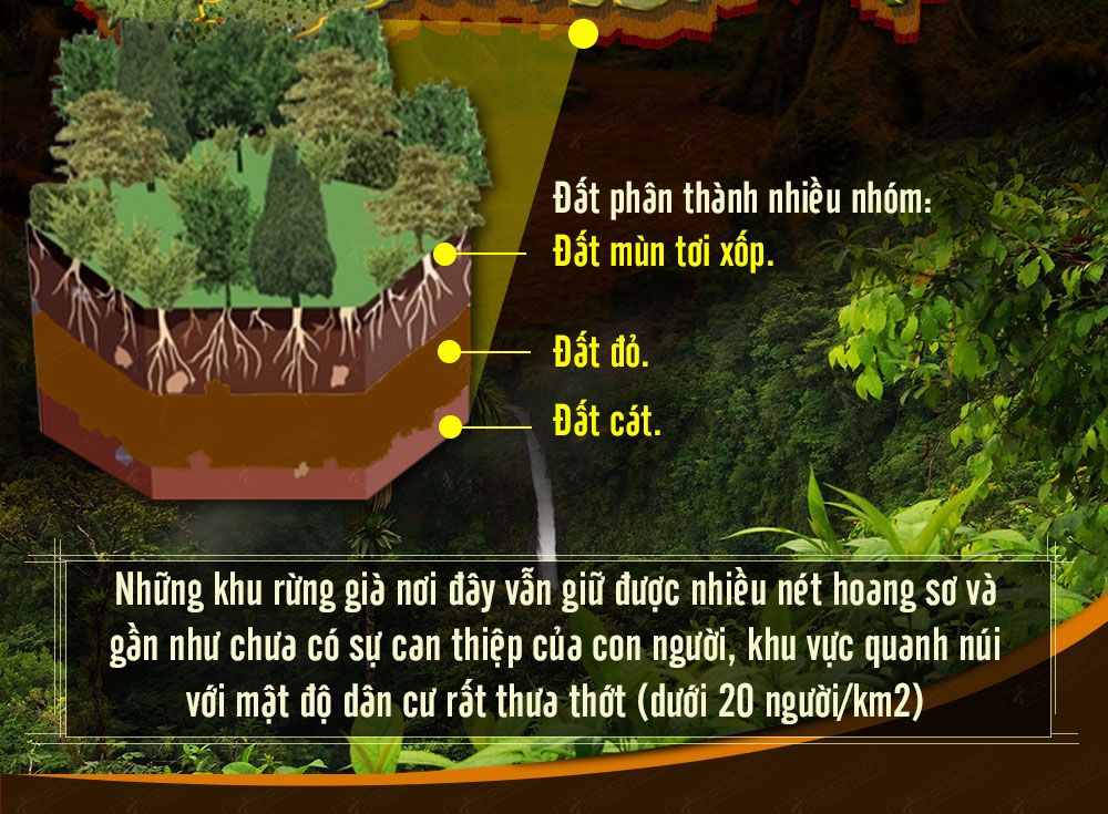 Sâm ngọc linh núi chính hãng - thiên nhiên