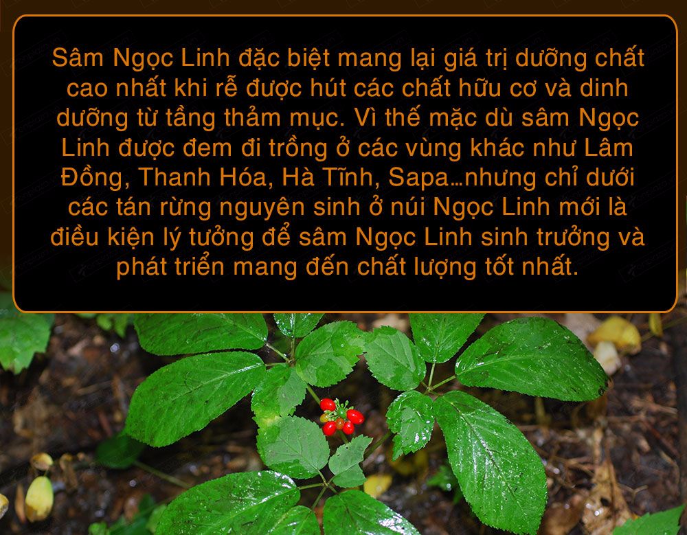 Sâm ngọc linh núi chính hãng - thiên nhiên
