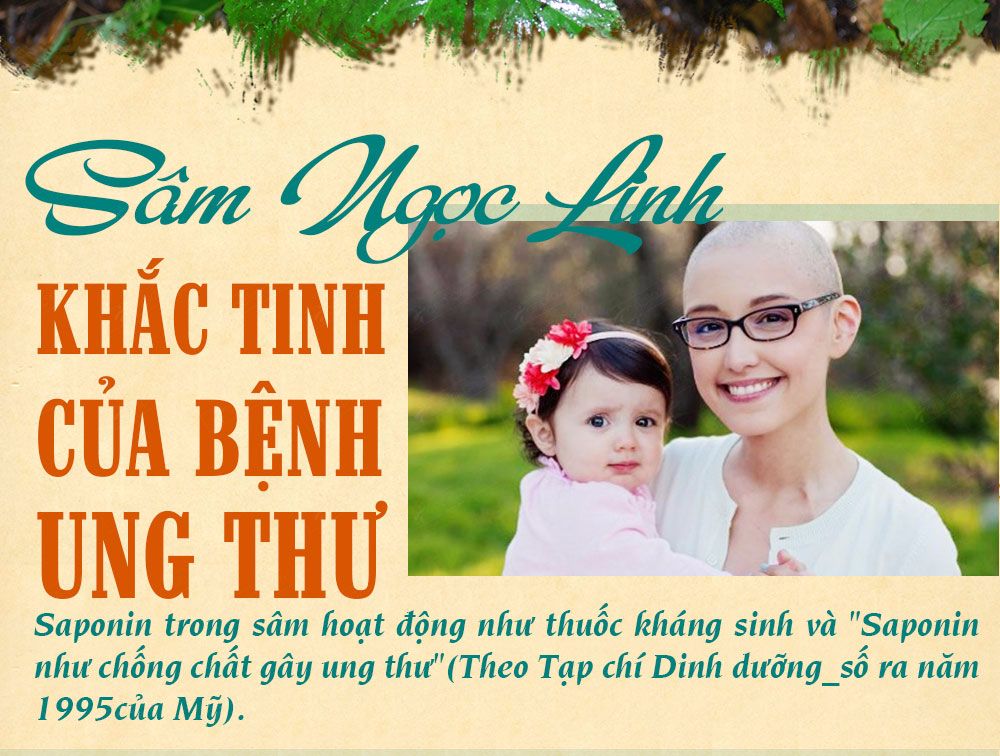 Sâm ngọc linh núi chính hãng - thiên nhiên