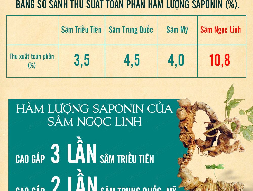 Sâm ngọc linh núi chính hãng - thiên nhiên