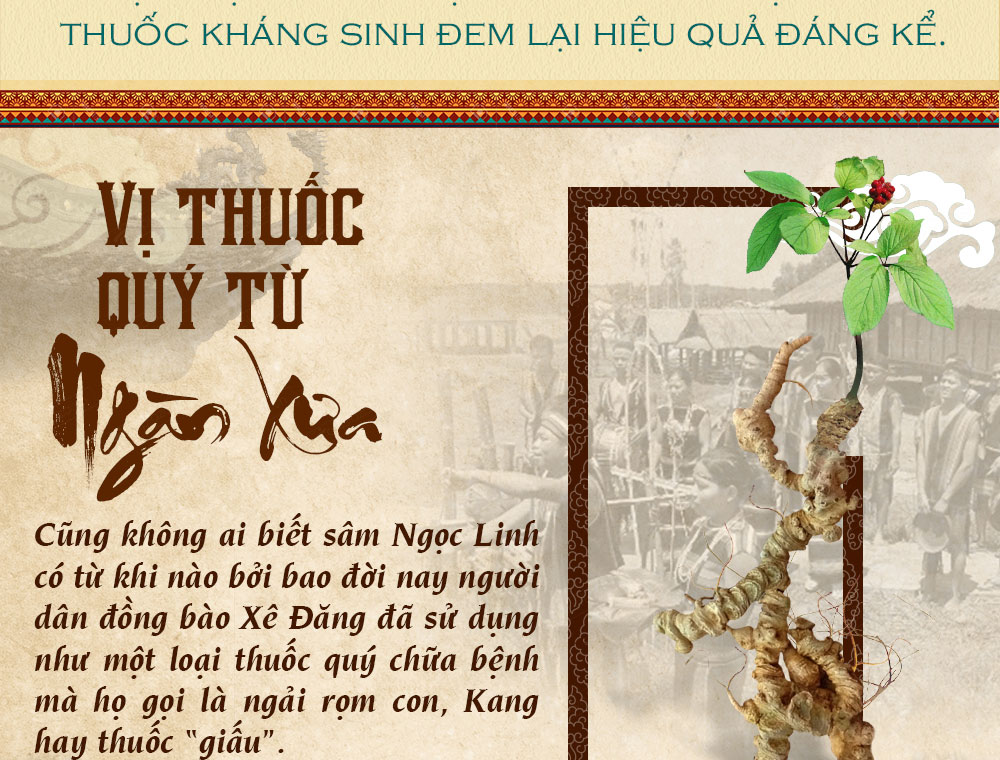 Sâm ngọc linh núi chính hãng - thiên nhiên