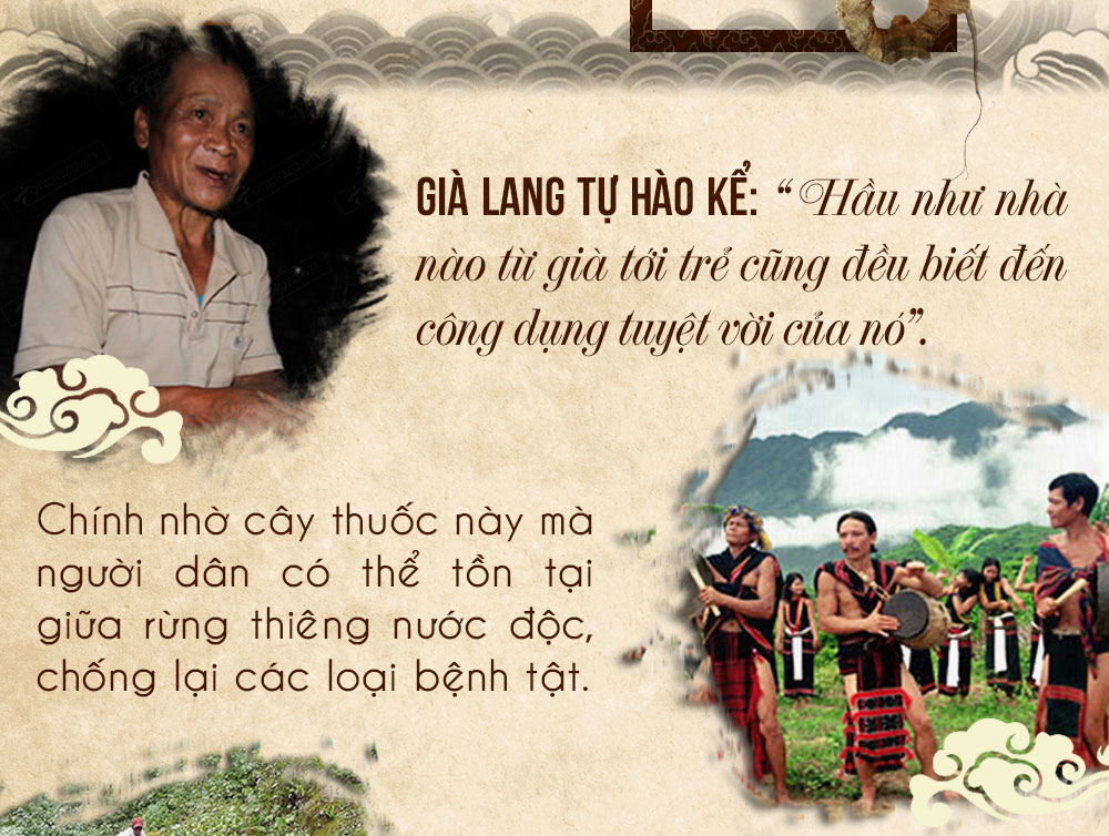 Sâm ngọc linh núi chính hãng - thiên nhiên