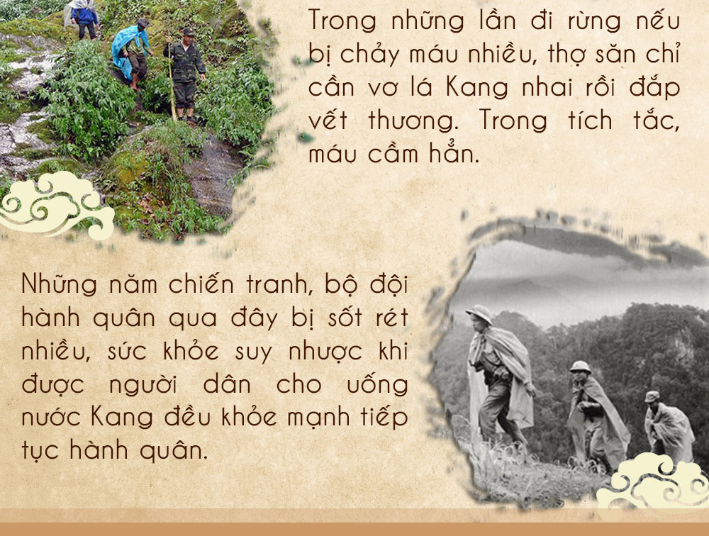 Sâm ngọc linh núi chính hãng - thiên nhiên
