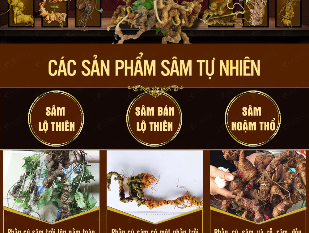 Sâm ngọc linh núi chính hãng - thiên nhiên