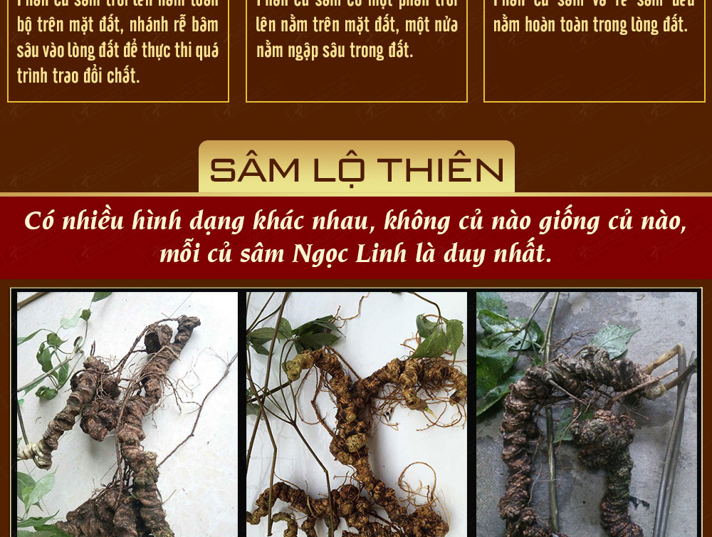 Sâm ngọc linh núi chính hãng - thiên nhiên