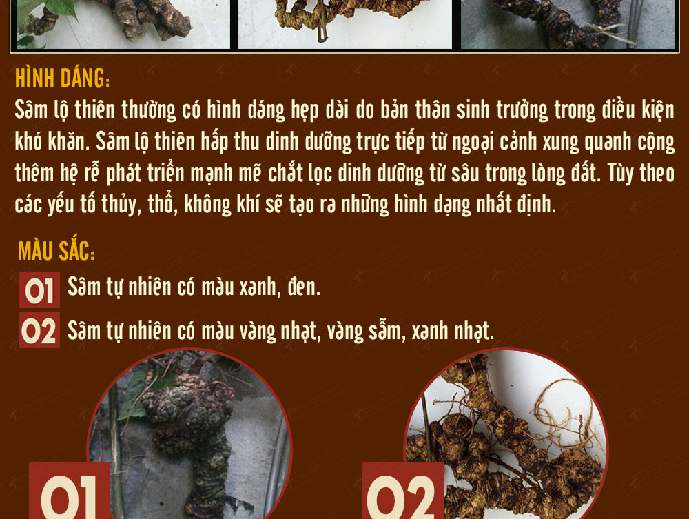 Sâm ngọc linh núi chính hãng - thiên nhiên