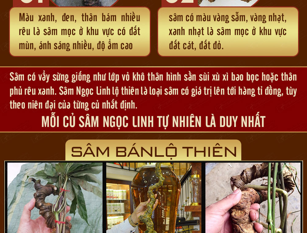 Sâm ngọc linh núi chính hãng - thiên nhiên