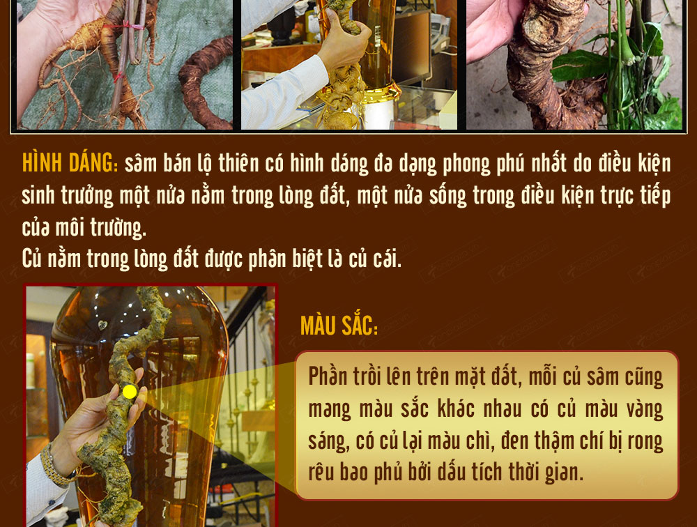 Sâm ngọc linh núi chính hãng - thiên nhiên