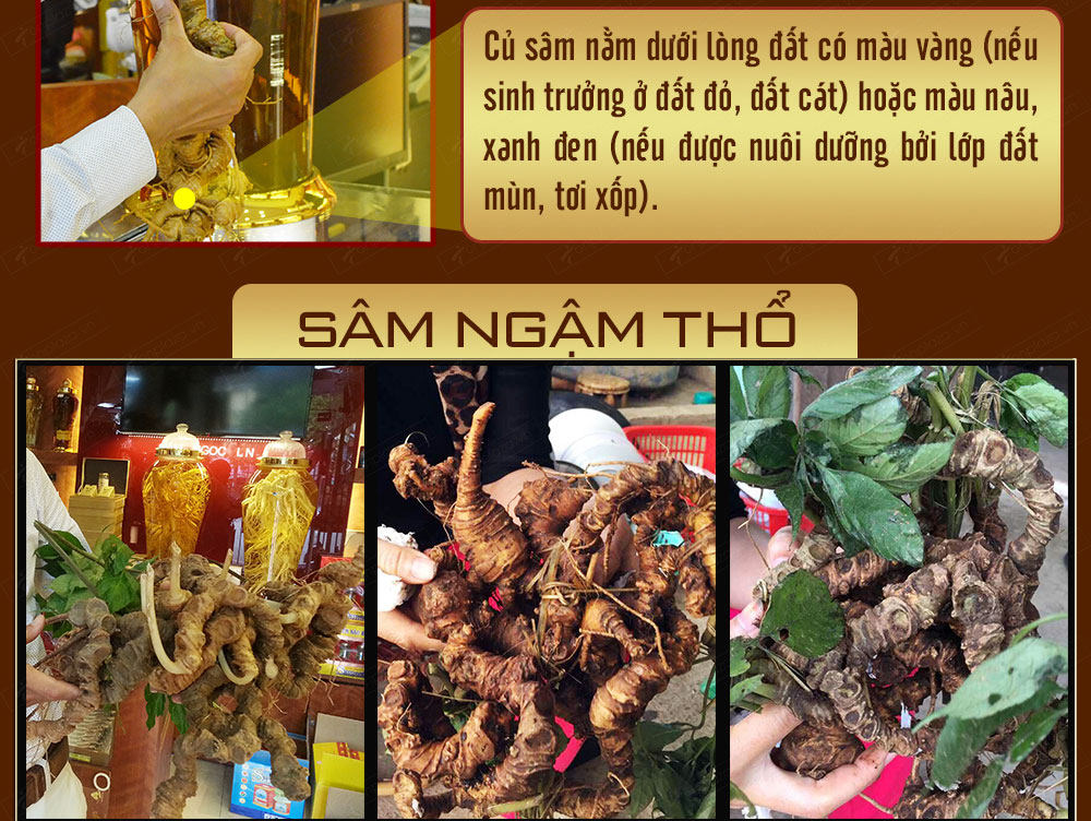 Sâm ngọc linh núi chính hãng - thiên nhiên