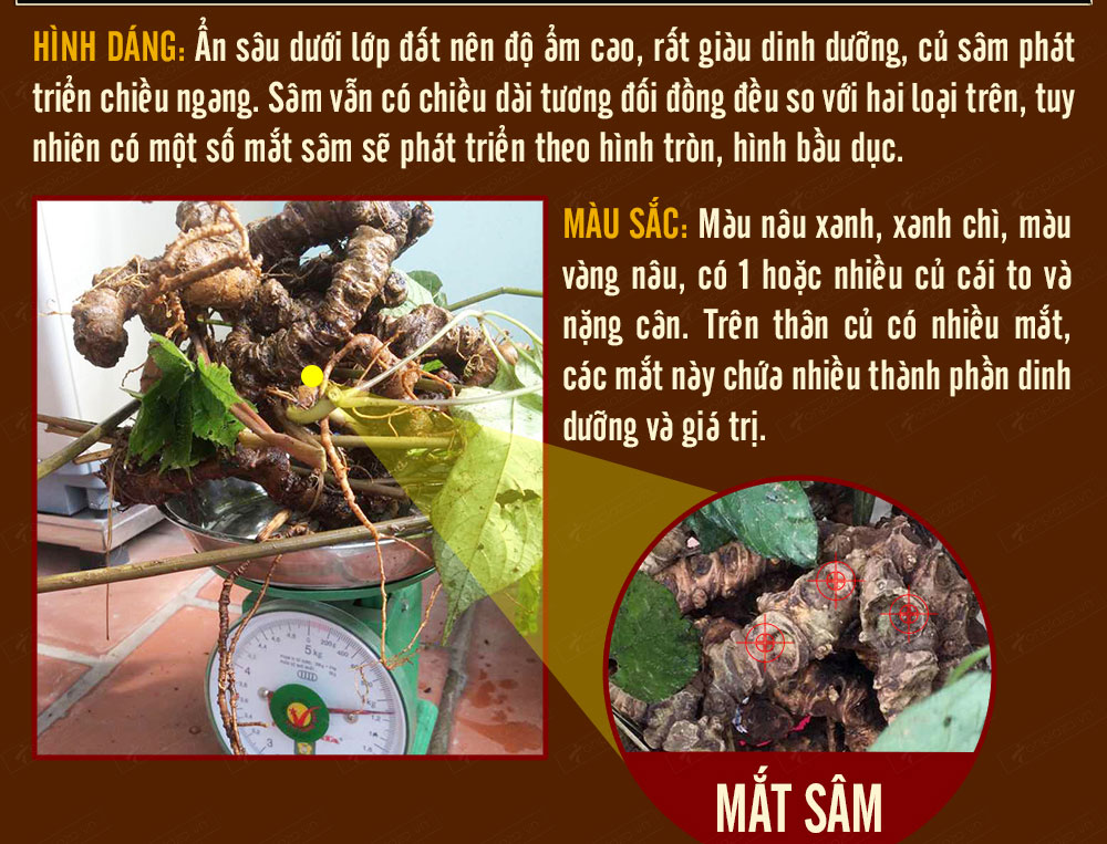 Sâm ngọc linh núi chính hãng - thiên nhiên