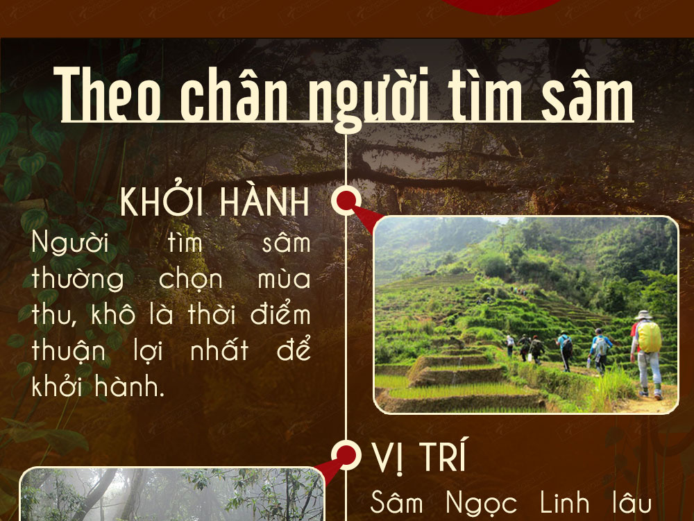 Sâm ngọc linh núi chính hãng - thiên nhiên