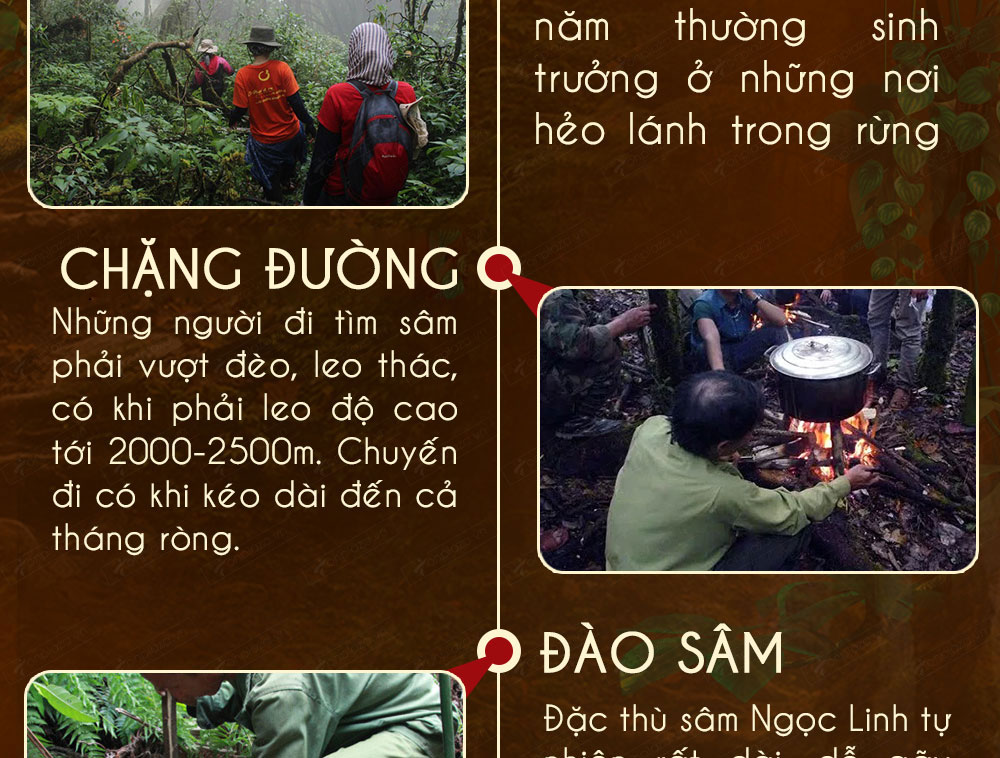Sâm ngọc linh núi chính hãng - thiên nhiên