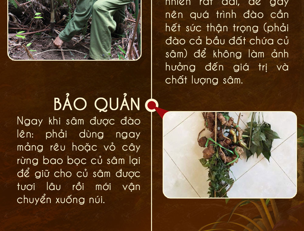 Sâm ngọc linh núi chính hãng - thiên nhiên