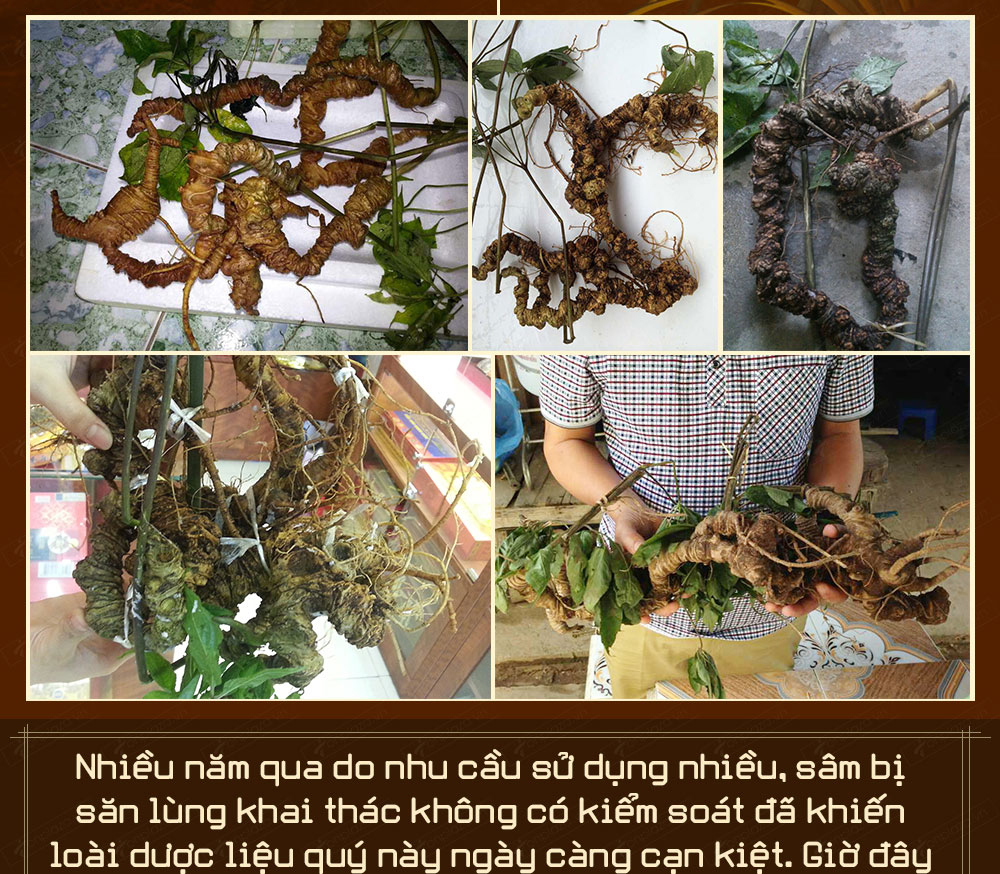 Sâm ngọc linh núi chính hãng - thiên nhiên