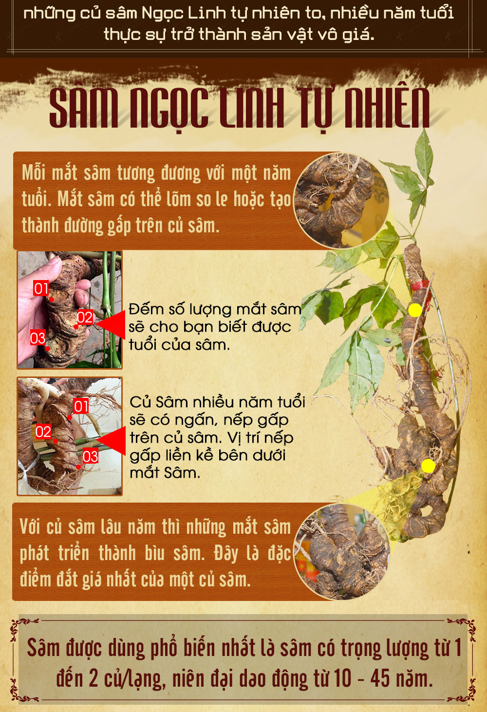 Sâm ngọc linh núi chính hãng - thiên nhiên