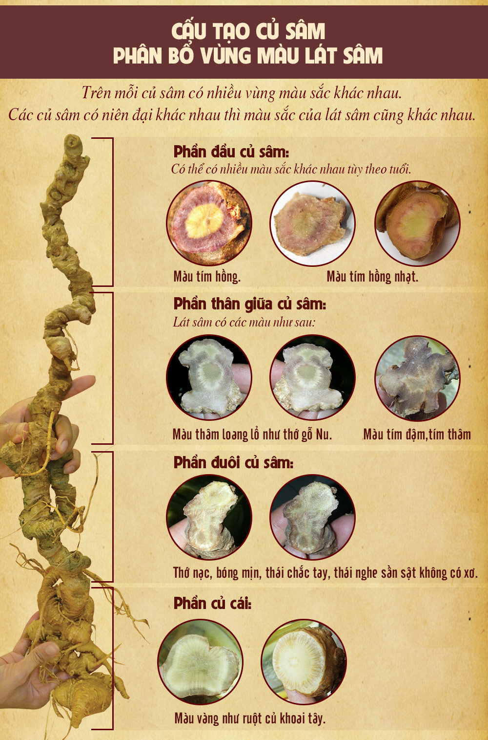 Sâm ngọc linh núi chính hãng - thiên nhiên