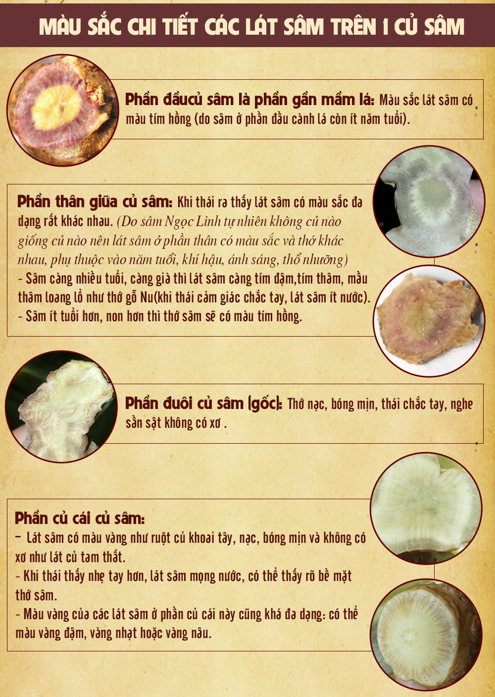 Sâm ngọc linh núi chính hãng - thiên nhiên