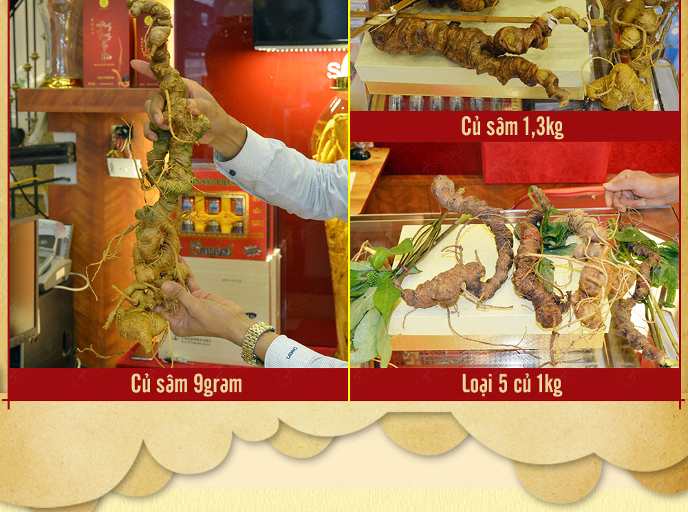 Sâm ngọc linh núi chính hãng - thiên nhiên