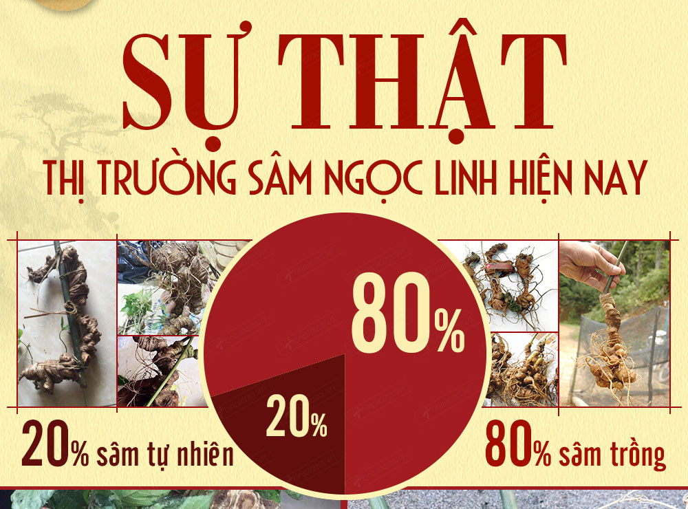 Sâm ngọc linh núi chính hãng - thiên nhiên